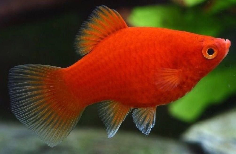 platy red